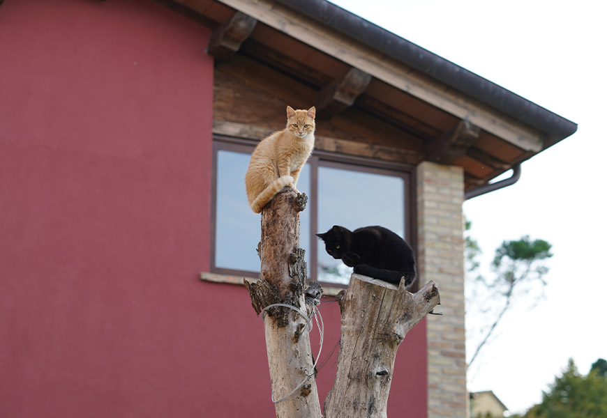 fotos Agriturismo Il Sarale